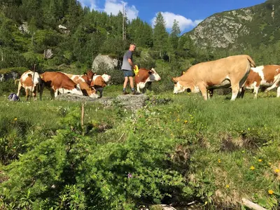 Tiere in der Pension oder in der Nähe