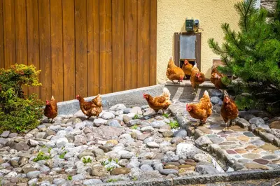 Ein Garten an der Unterkunft Hinterkellaubauer