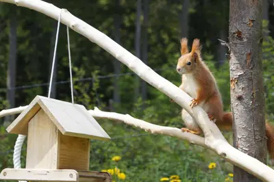 Tiere in der Ferienwohnung oder in der Nähe