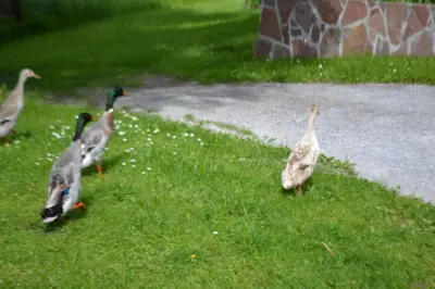 Tiere in diesem Bauernhof oder in der Nähe