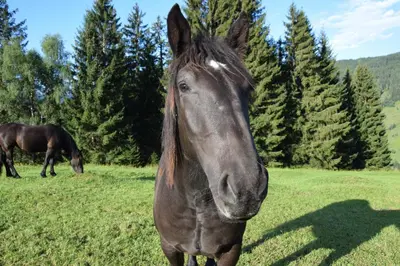 Tiere in der Ferienwohnung oder in der Nähe