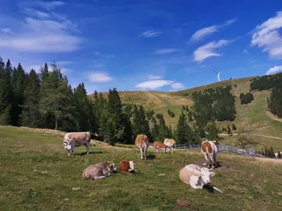 Tiere im Chalet oder in der Nähe