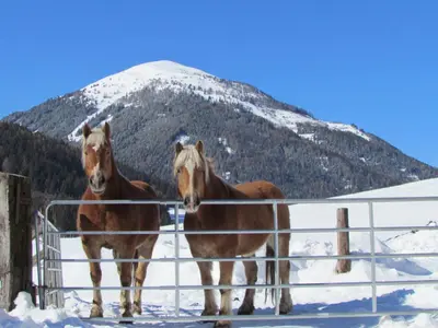 Tiere im Ferienhaus oder in der Nähe