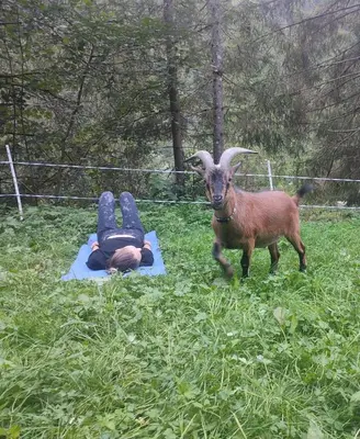 Tiere im Ferienhaus oder in der Nähe