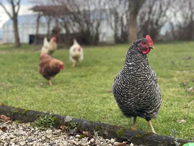 Tiere in diesem Bauernhof oder in der Nähe