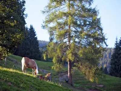 Tiere in der Ferienwohnung oder in der Nähe