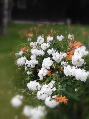 Ein Garten an der Unterkunft Christl's Traum