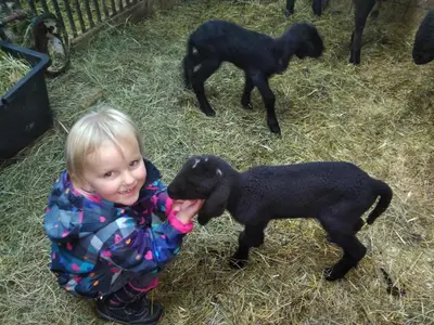 Tiere in diesem Bauernhof oder in der Nähe