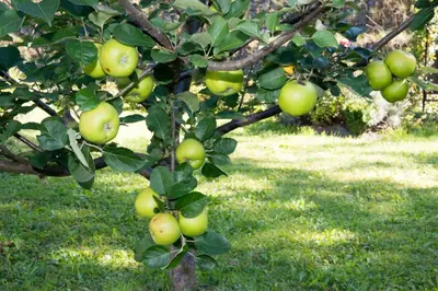 Ein Garten an der Unterkunft FERIENWOHNUNG KIM SCHLADMING
