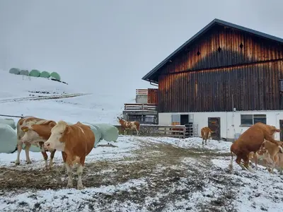 Tiere in diesem Bauernhof oder in der Nähe