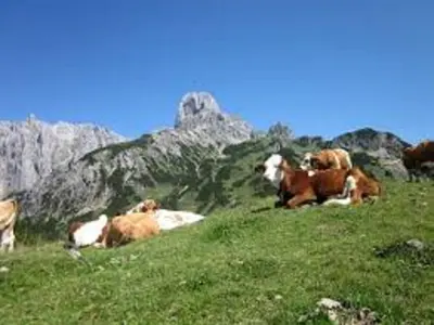 Tiere im Privatzimmer oder in der Nähe