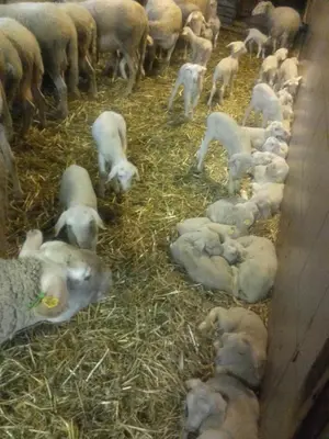 Tiere in diesem Bauernhof oder in der Nähe