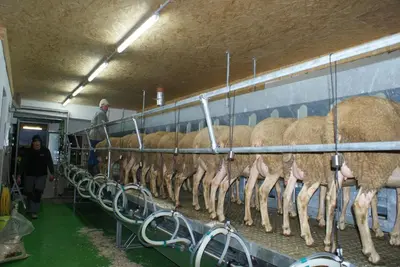 Tiere in diesem Bauernhof oder in der Nähe