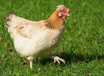 Tiere in diesem Bauernhof oder in der Nähe