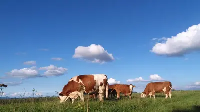 Tiere in diesem Bauernhof oder in der Nähe