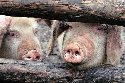 Tiere in der Ferienwohnung oder in der Nähe