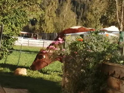 Ein Garten an der Unterkunft Landhaus Fingerhof