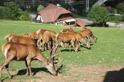 Tiere in der Ferienwohnung oder in der Nähe