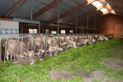 Tiere in diesem Bauernhof oder in der Nähe