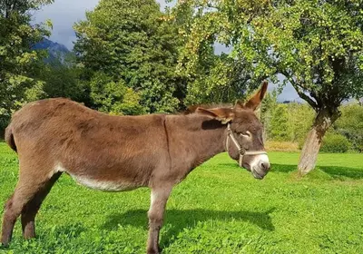 Tiere in der Ferienwohnung oder in der Nähe
