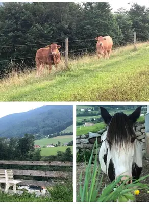 Tiere im Ferienhaus oder in der Nähe