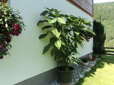 Ein Garten an der Unterkunft Gondelblick
