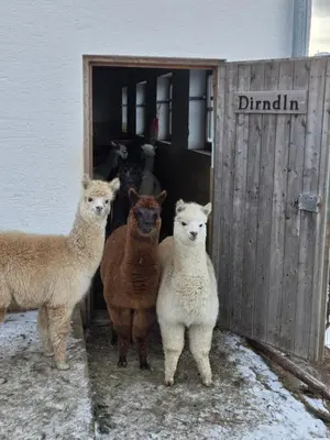 Tiere in der Ferienwohnung oder in der Nähe