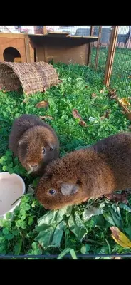 Tiere in der Ferienwohnung oder in der Nähe
