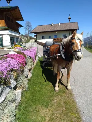 Tiere in der Ferienwohnung oder in der Nähe
