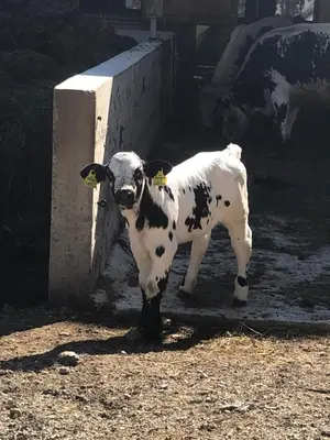 Tiere im Ferienhaus oder in der Nähe
