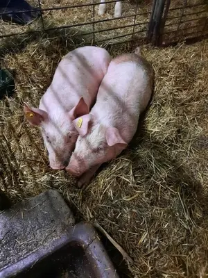 Tiere in der Ferienwohnung oder in der Nähe