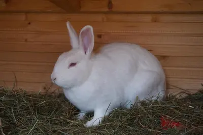 Tiere in der Ferienwohnung oder in der Nähe