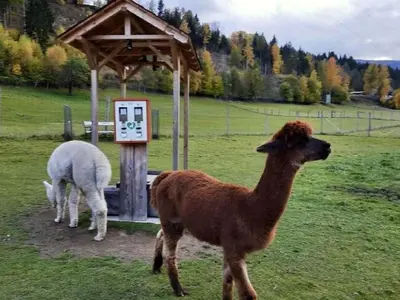 Tiere im Chalet oder in der Nähe