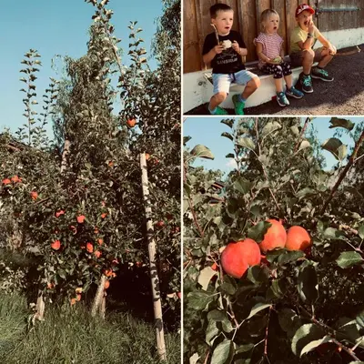 Ein Garten an der Unterkunft KAINZLEITENHOF am Traunsee