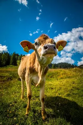 Tiere in der Ferienwohnung oder in der Nähe
