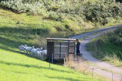 Tiere in der Pension oder in der Nähe