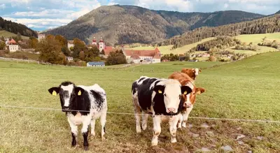 Tiere im Ferienhaus oder in der Nähe