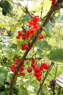 Ein Garten an der Unterkunft Reinthalers