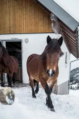 Tiere in der Ferienwohnung oder in der Nähe