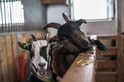 Tiere in der Ferienwohnung oder in der Nähe