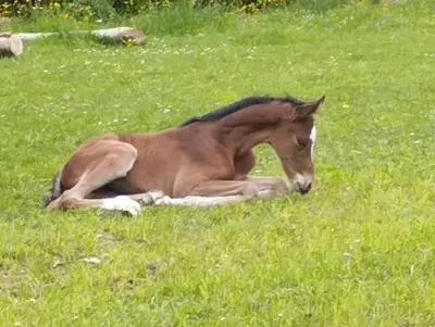 Tiere im Ferienhaus oder in der Nähe