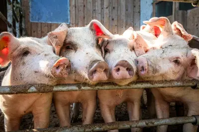 Tiere in der Ferienwohnung oder in der Nähe