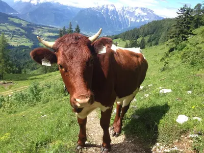 Tiere in der Ferienwohnung oder in der Nähe