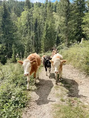 Tiere in der Ferienwohnung oder in der Nähe