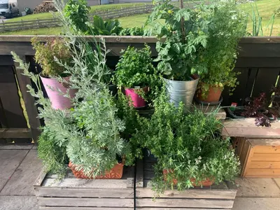 Ein Garten an der Unterkunft Frühstückspension Erika