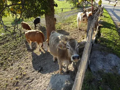 Tiere in der Ferienwohnung oder in der Nähe