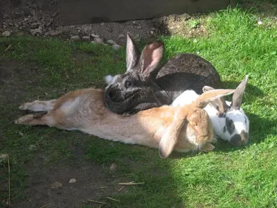 Tiere in diesem Bauernhof oder in der Nähe