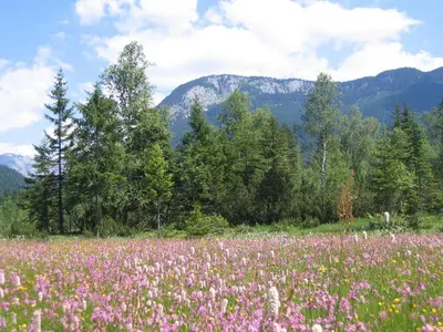 Naturlandschaft in der Nähe des Bauernhofs
