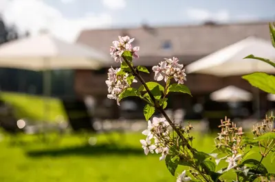 Ein Garten an der Unterkunft Lerchpeuntgut Almchalets