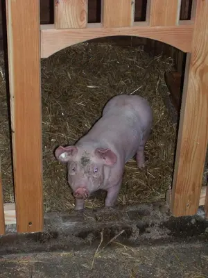 Tiere in diesem Bauernhof oder in der Nähe